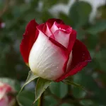 Esempio di rose botaniche