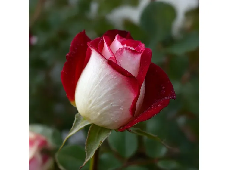 Esempio di rose botaniche