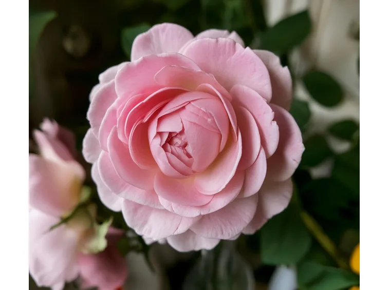 Rosa di colore rosa