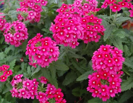La Verbena nel periodo di fioritura