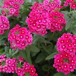 La Verbena nel periodo di fioritura