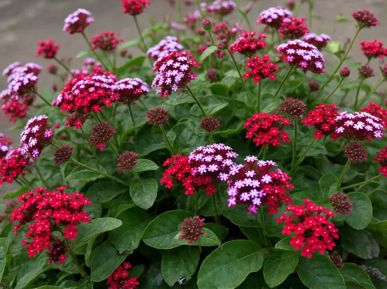 Fiori colorati di Verbena