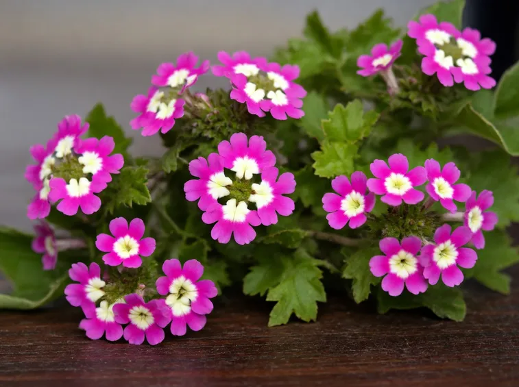 Fiori bicolore di Verbena