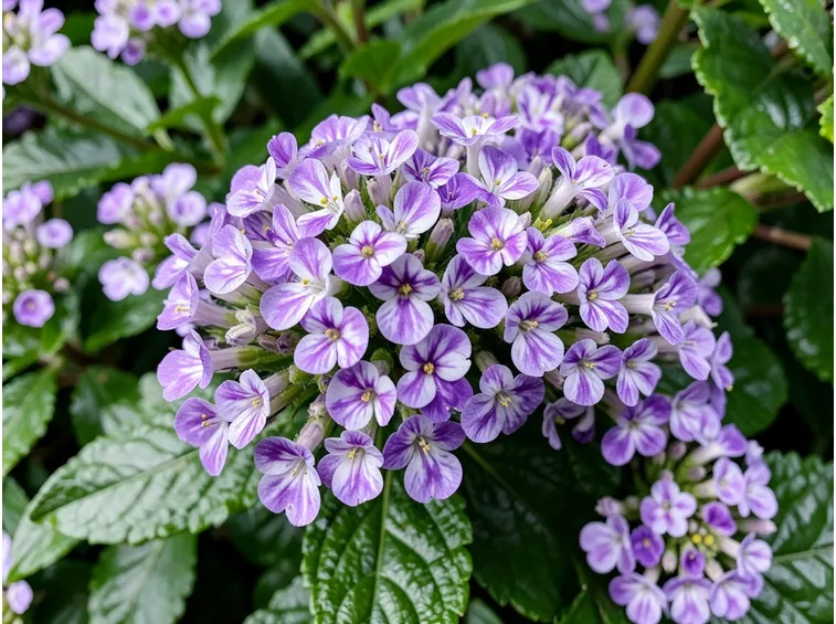 Fiori screziati di Verbena