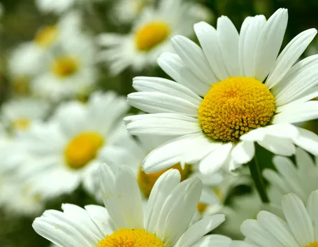 Alcuni fiori di margherite