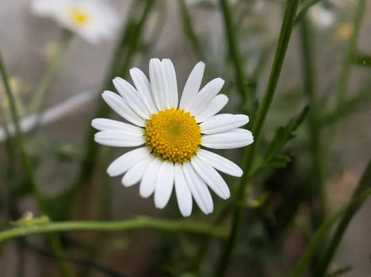 Alcuni fiori di margherite