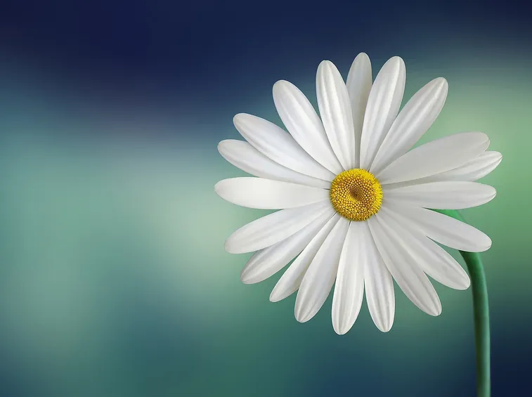 Esemplare di margherita colorata