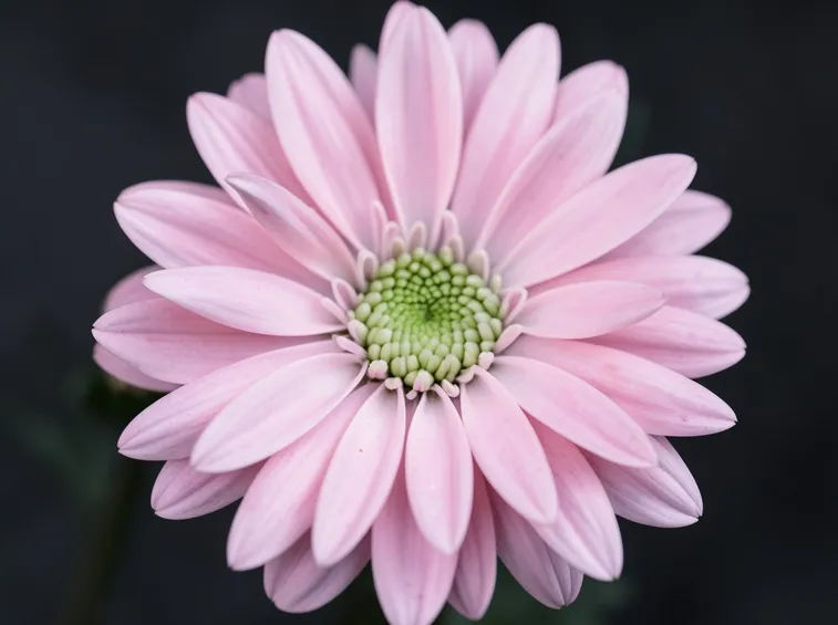 Bel fiore di margherita