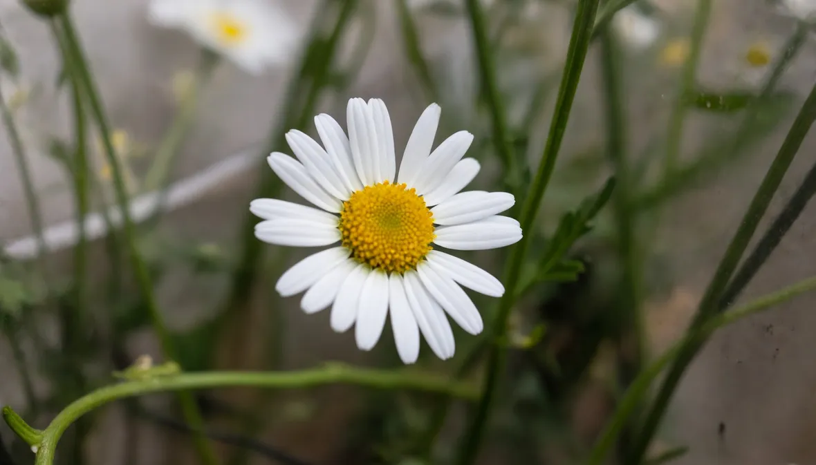 Alcuni fiori di margherite