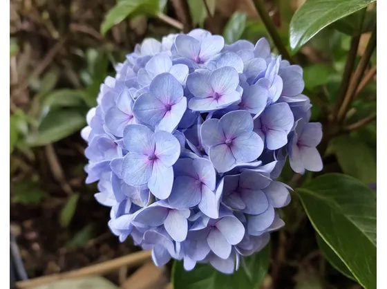 Ortensia