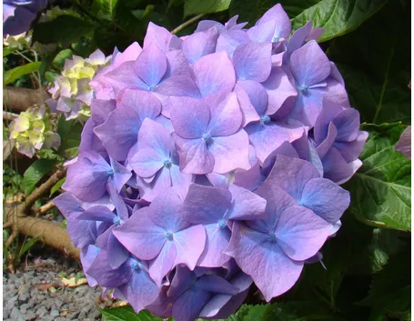 Ortensia
