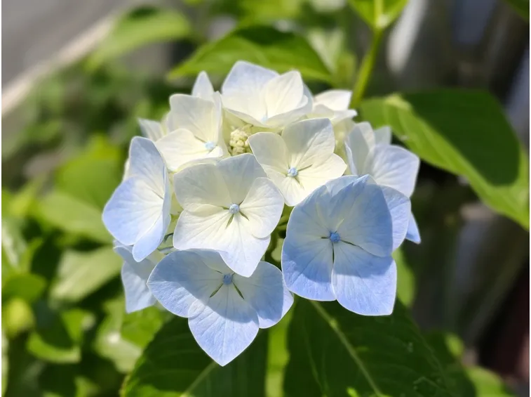 Ortensia