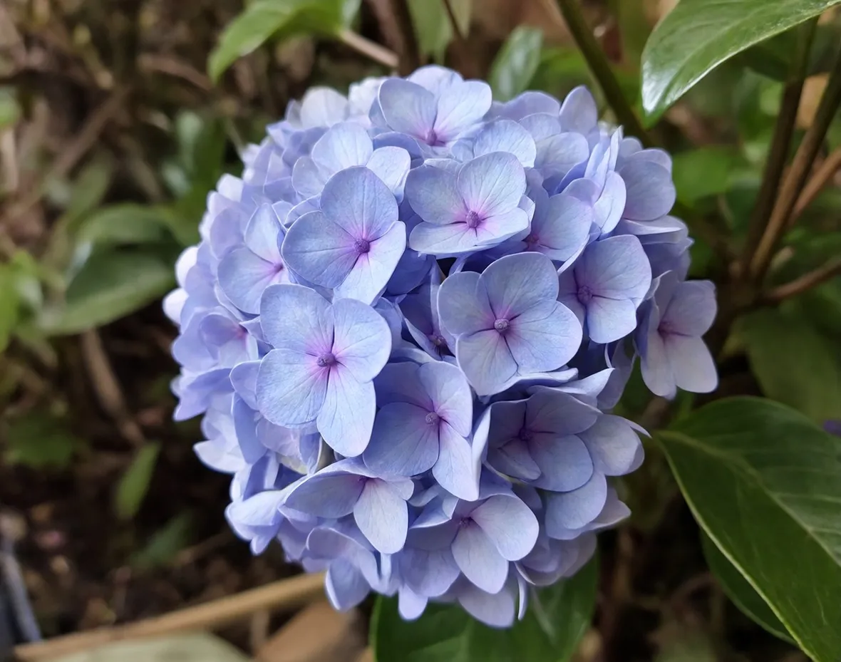 Ortensia