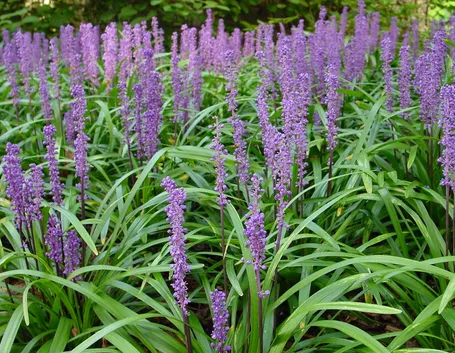 I Muscari