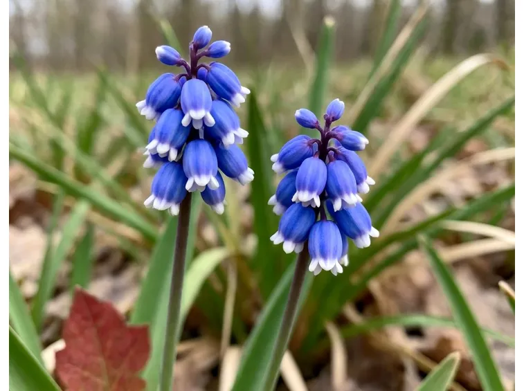 La tipica infiorescenza dei Muscari