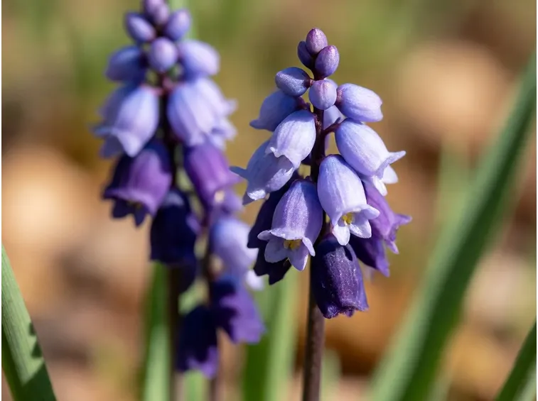 Muscari habitat