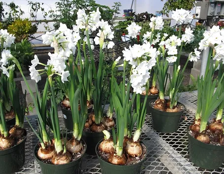 Narcisi coltivati in vaso