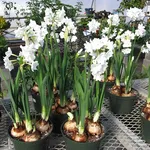 Narcisi coltivati in vaso