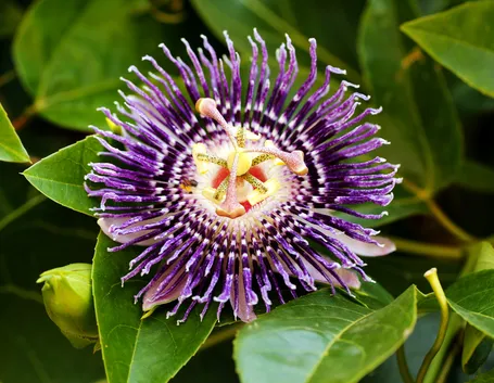 La passiflora, il fiore della passione