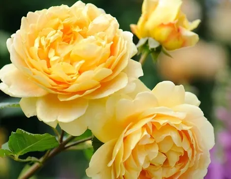 Rosa antica inglese