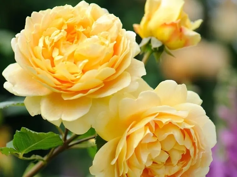 Rosa antica inglese