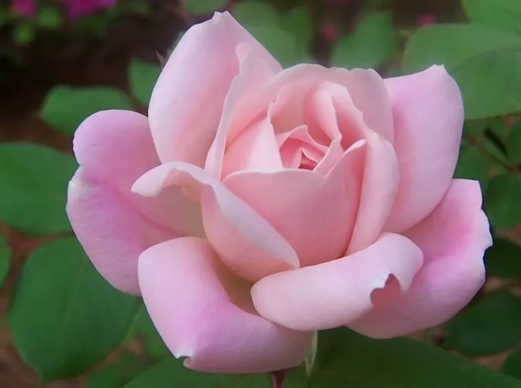 Varietà rosa