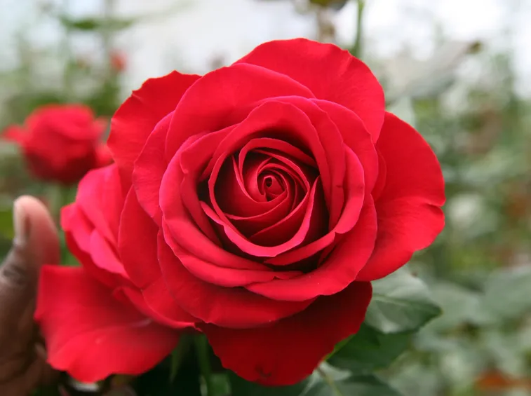 Rosa rossa