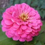 Varietà di zinnia rosa