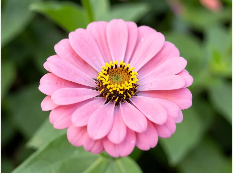 Zinnia rosa