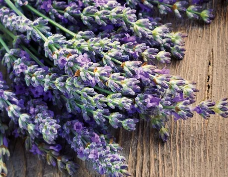 lavanda fiorita