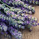 lavanda fiorita