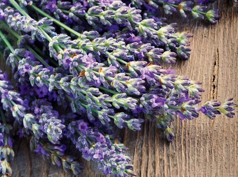 lavanda fiorita