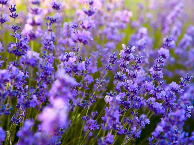 lavanda