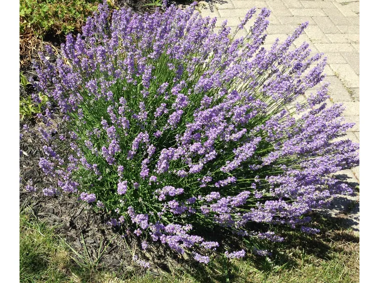 raccolta lavanda