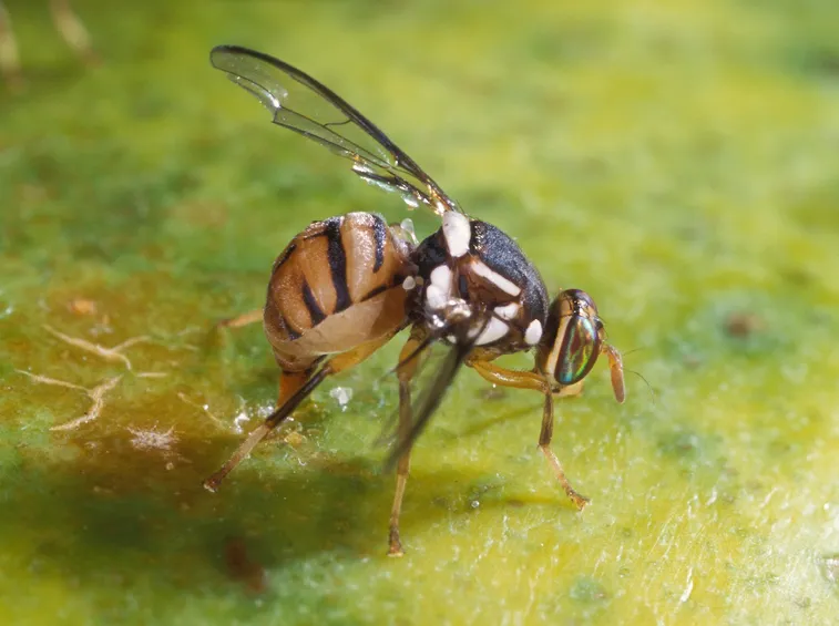 La mosca dell'olivo