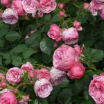 Roseto