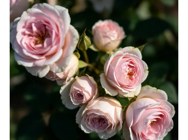 Rose da raccogliere