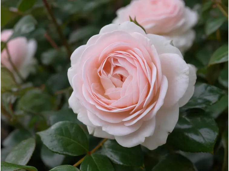 Rosa sbocciata