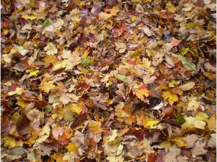 Foglie secche per il compostaggio