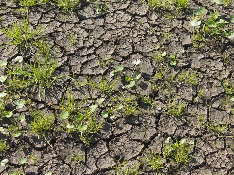 Terreno argilloso e cretoso