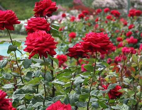 Roseto in piena terra