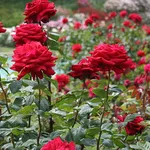 Roseto in piena terra
