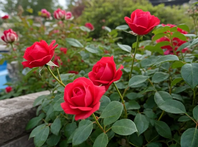 Roseto in piena terra