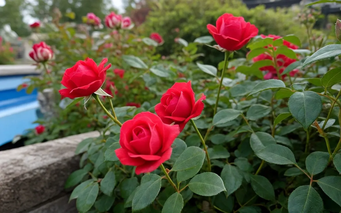 Roseto in piena terra