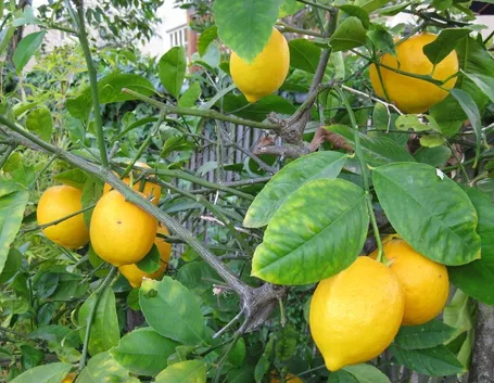 pianta di limoni