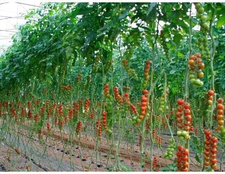 pomodori ciliegino in serra