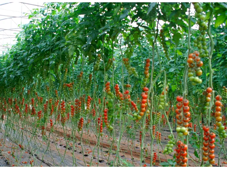 pomodori ciliegino in serra