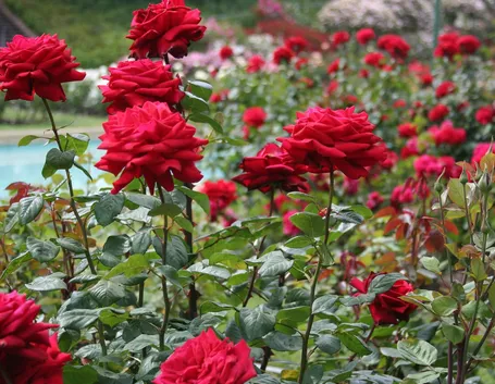 Rose spazio aperto