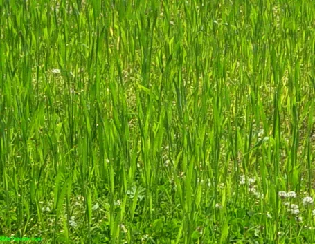 Prato infestanti