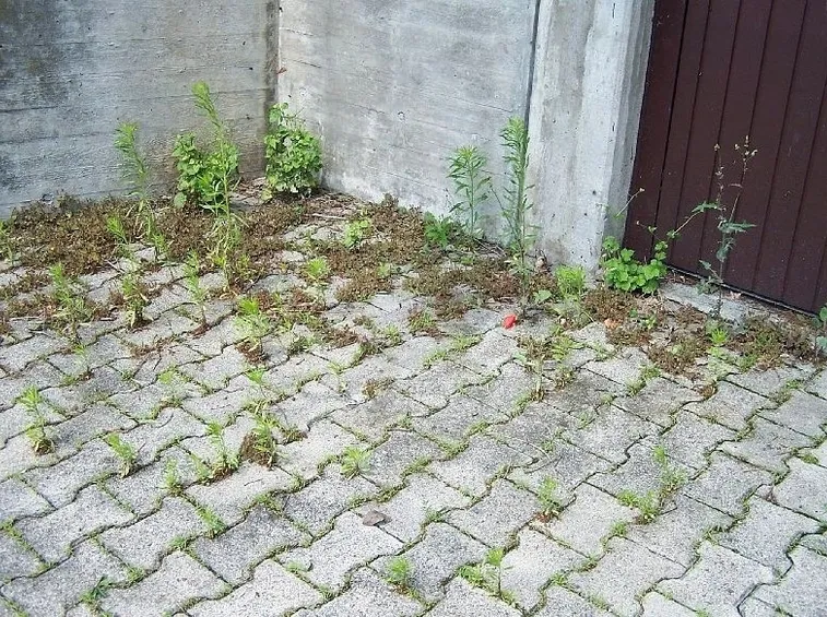 le infestanti crescono negli interstizi